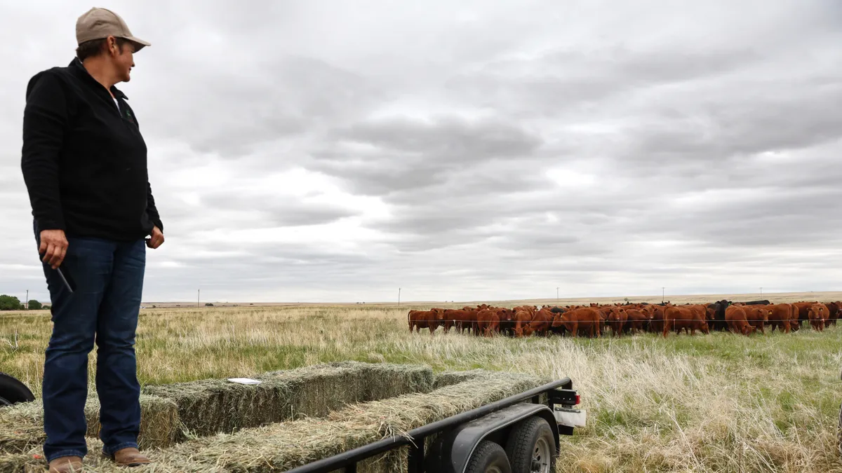 A farmer stands on a pile of hay, looking at a herd of cattle grazing on a field