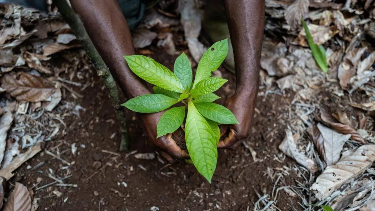 cocoa trees agroforestry