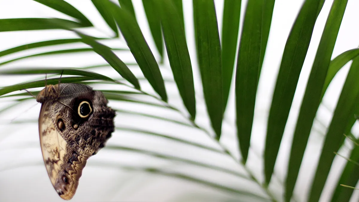 An owl butterfly sits on a palm at the 'Butterfly Explorers Exhibition' at the Natural History Museum in London, England.