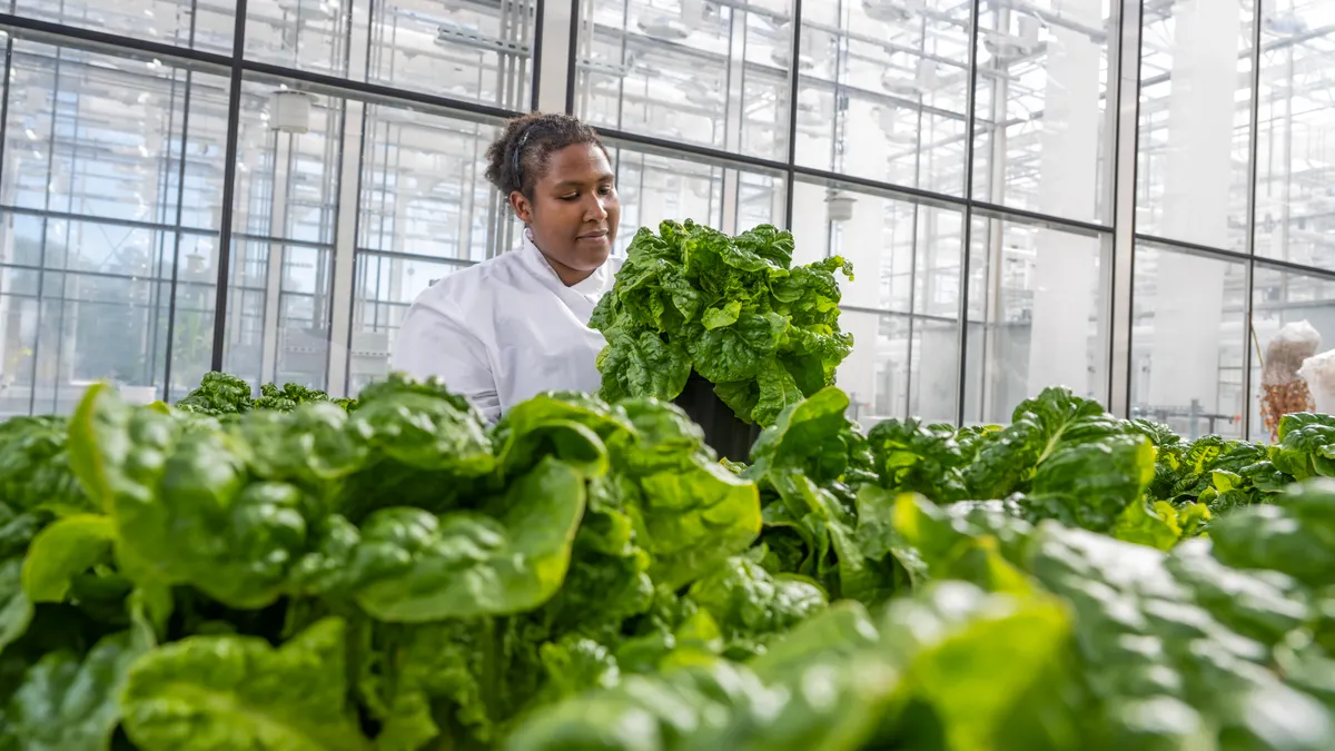 A scientist in a lab coat tends to plants in a greenhouse.