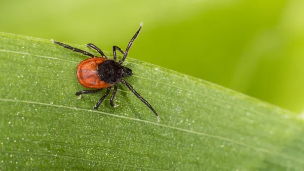 A castor bean tick on a leaf