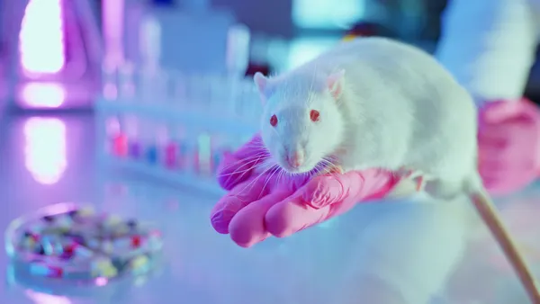 lab rat