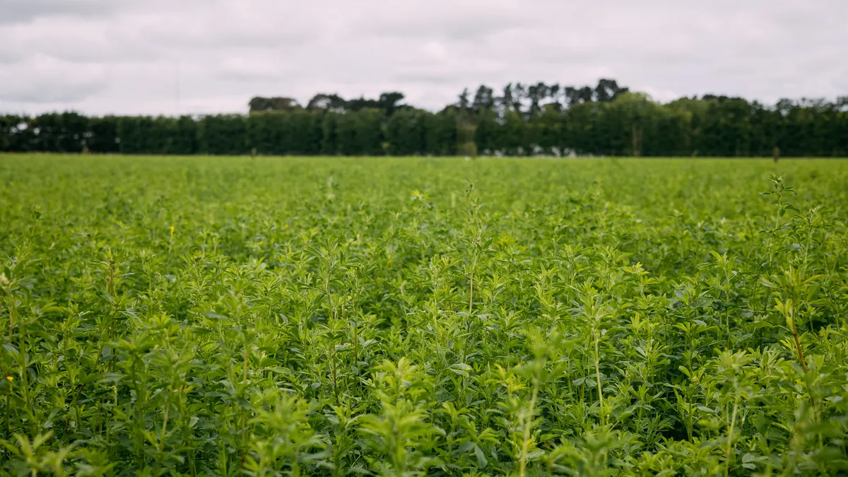 An alfalfa field that Leaft Foods uses to produce its rubisco protein.