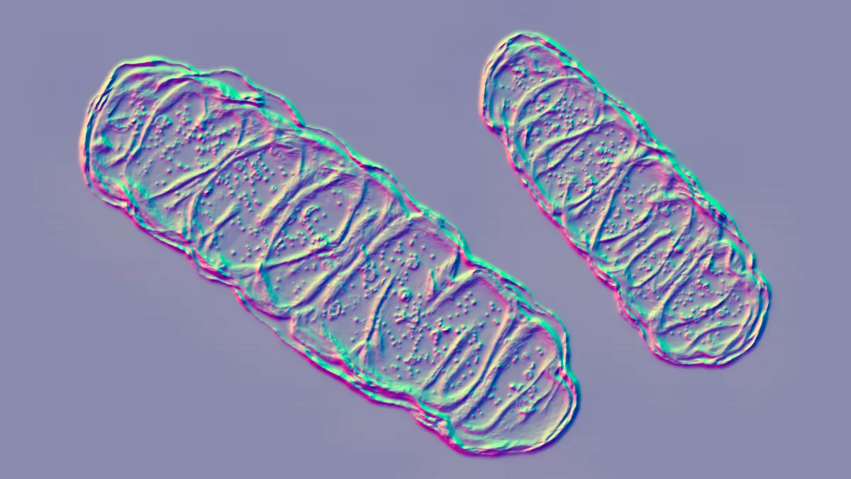 A 3D illustration of mitochondria, the energy-producing cellular organelles.