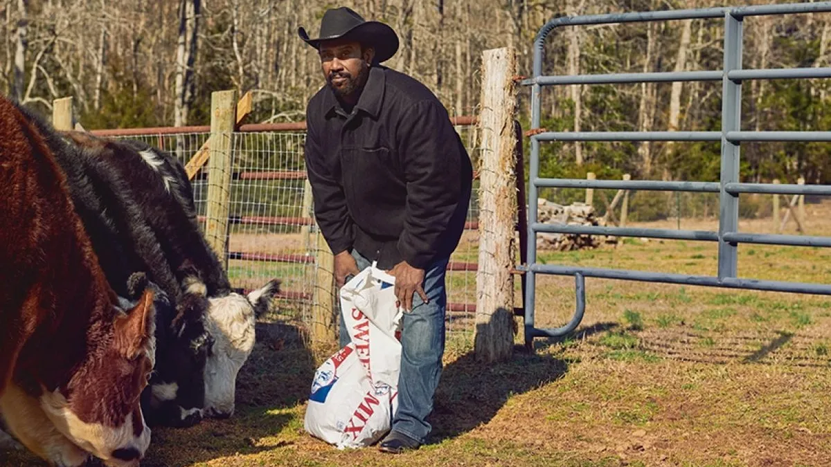 A person with a black beard, wearing a black cowboy hat, black jacket, black boots and blue jeans with a bag of feed. Three cattle to the left are eating something on the ground.