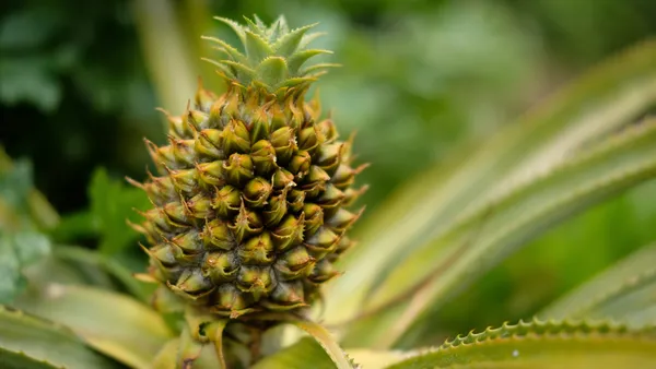 A baby pineapple grows from a plant