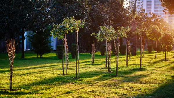 Newly planted trees in city park