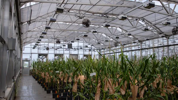 Greenhouse interior with rows of potted corn plants covered with paper bags for pollination control, beneath metal beams and lighting fixtures.