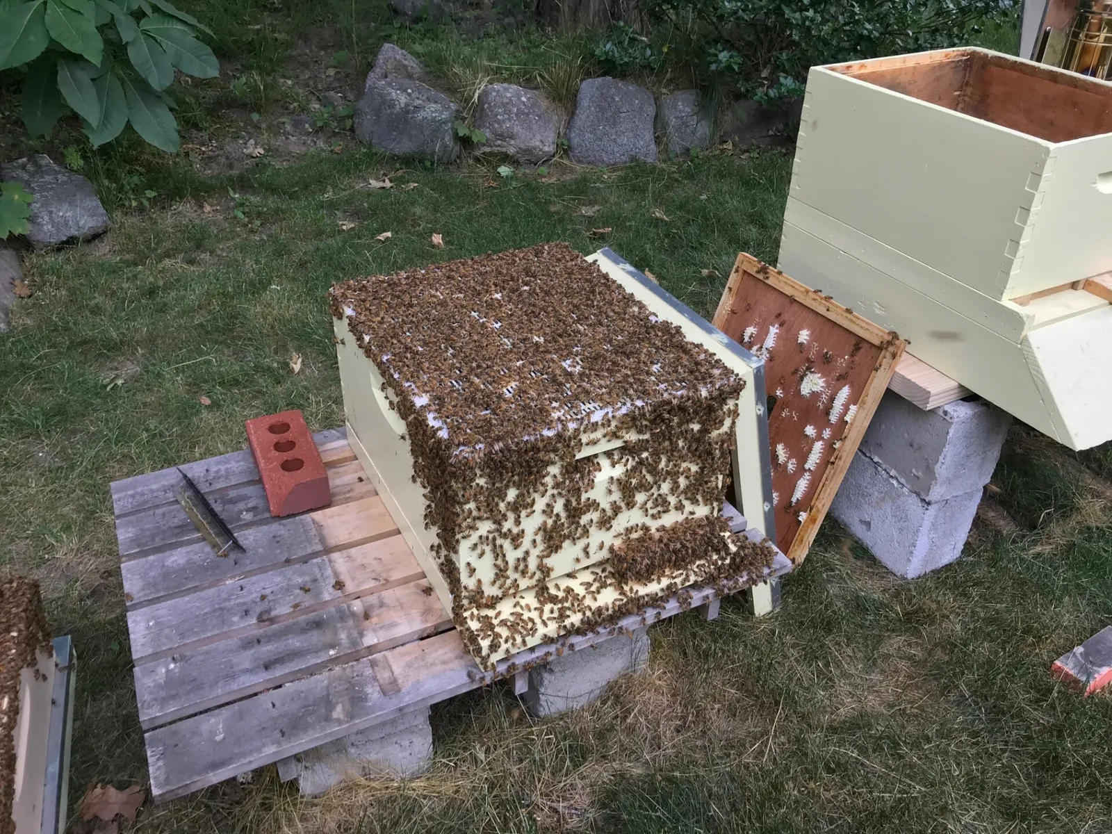 Bees congregate on a bee box in an apiary.