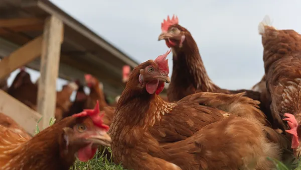 Free-range chickens roam outside.