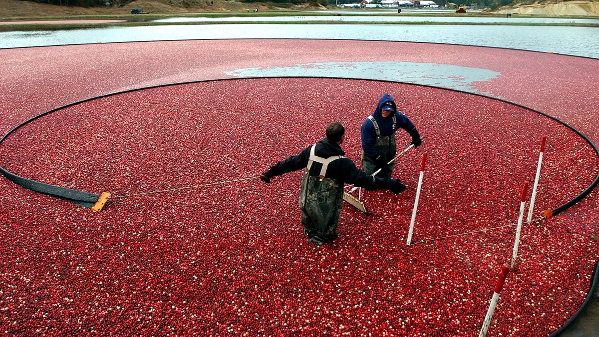 Two workers on a farm process cranberries.