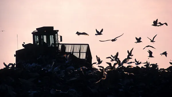A silhouette bulldozer pushing through a landfill at sunset as a flock of seagulls fly overhead.