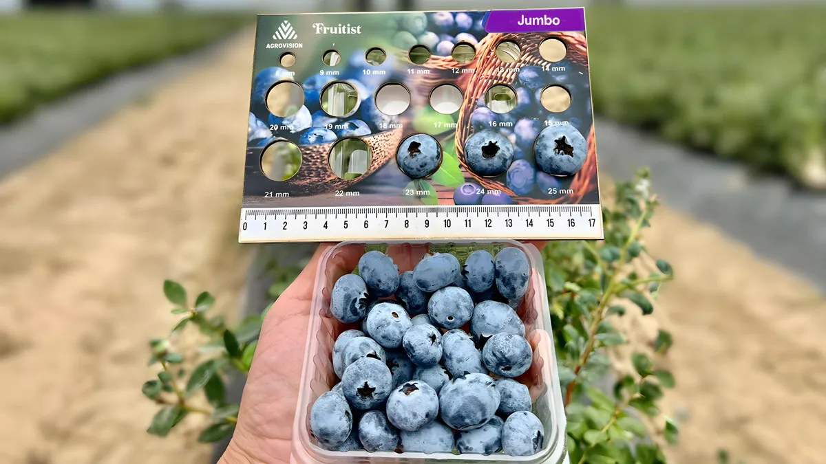 A person holds a carton of jumbo blueberries on a farm.