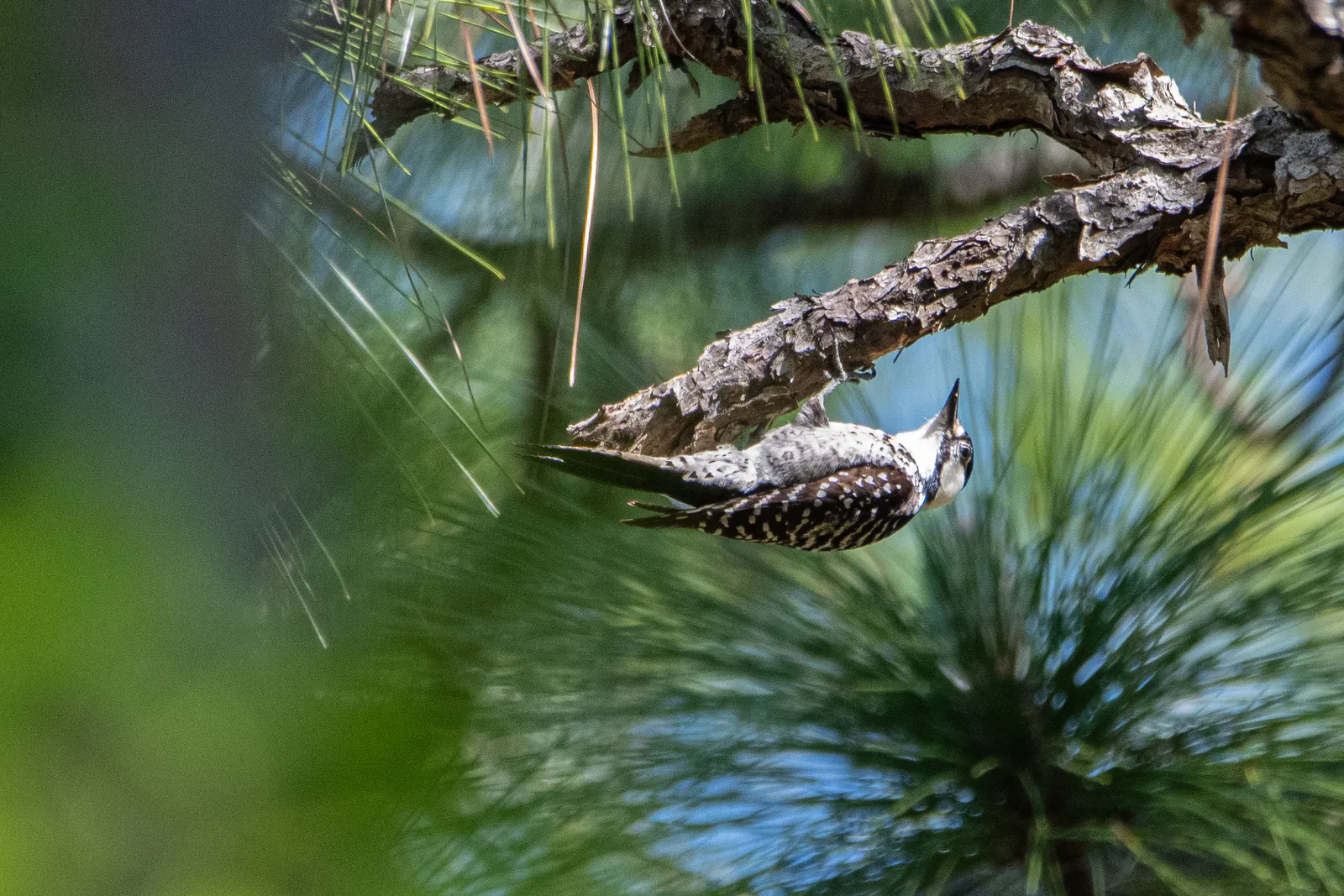 A red-cockaded woodpecker hangs upside down on a tree branch