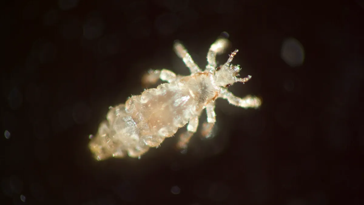 A macro photo of one live head lice against a black background.