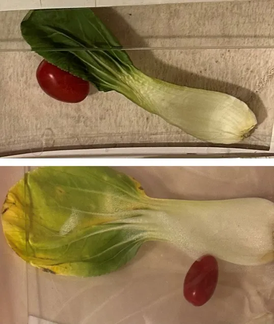 Comparative images of a bok choy leaf and a tomato in two different packaging materials.