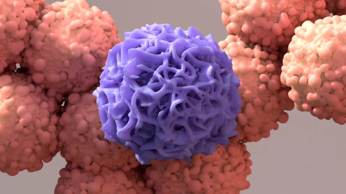 Illustration of a macrophage devouring a cancer cell.