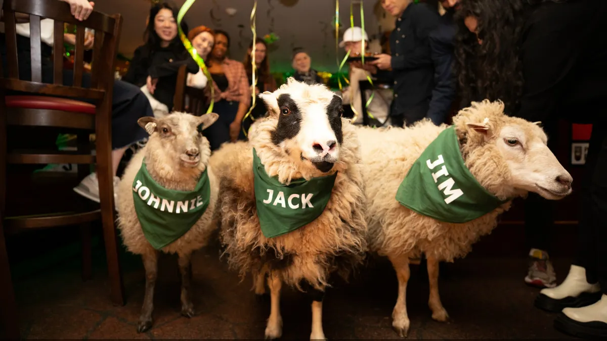 Several sheep mill around a bar