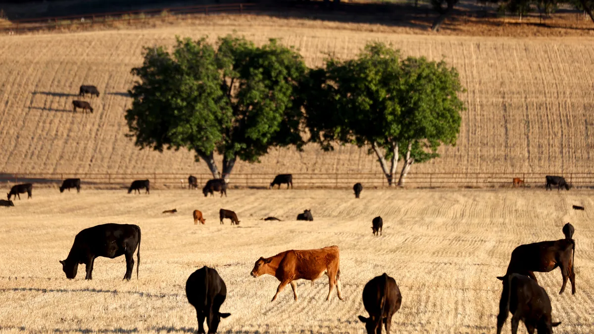 Cattle graze amid drought conditions.