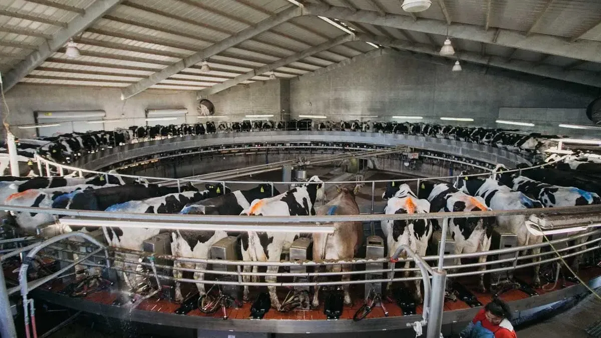 Cows are lined in a circle for milking at Caballero Dairy in Eloy, Arizona.