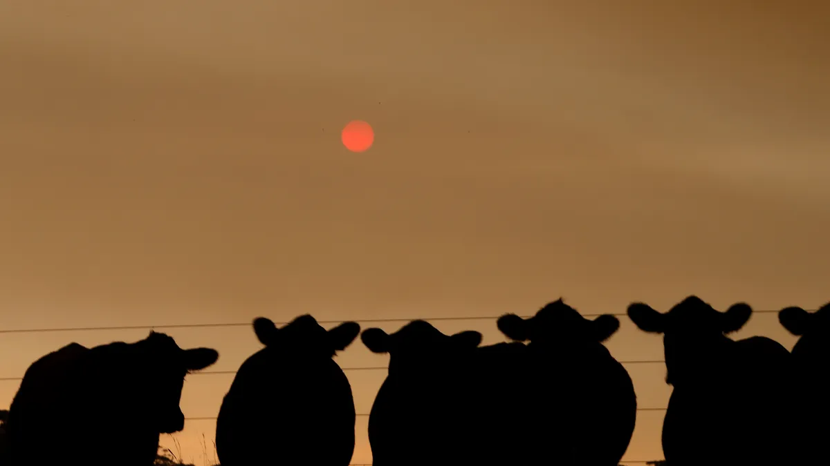 A herd of cattle stand under a smoke filled sky.