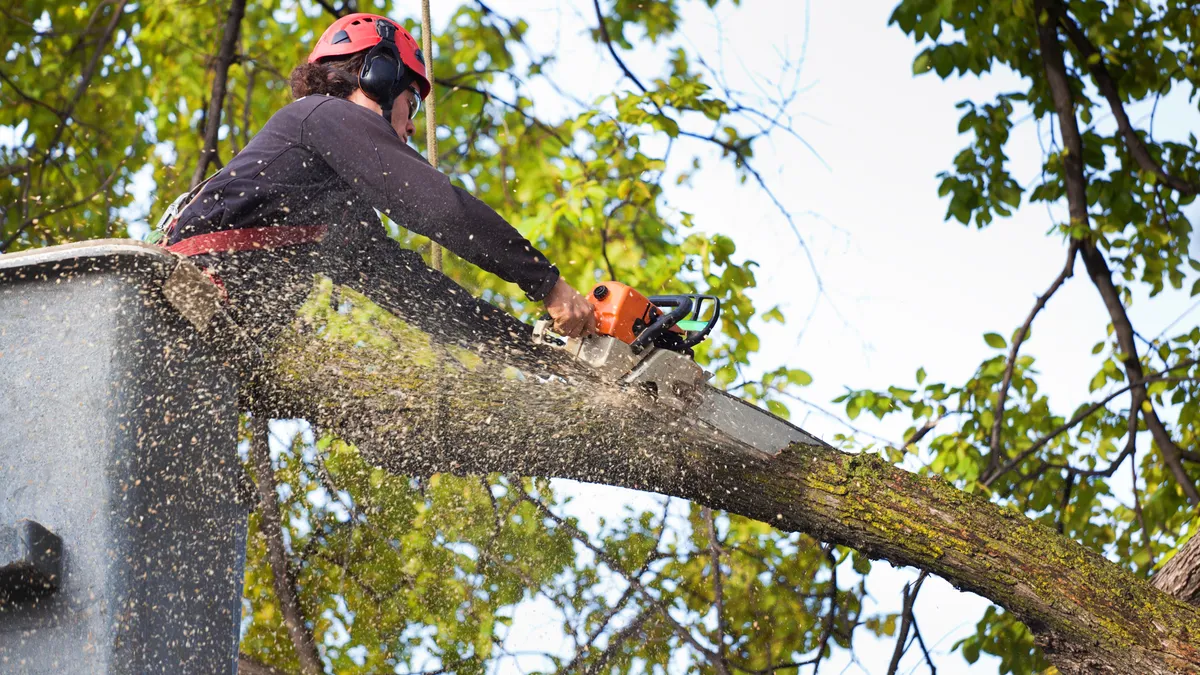 A worker is seen removing a tree branch with a chainsaw and heavy equipment.