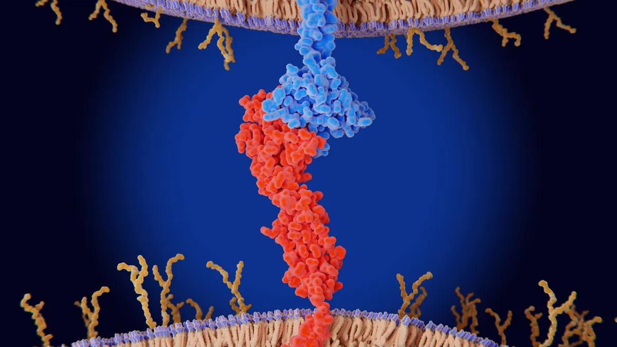An illustration of two immune checkpoint proteins binding