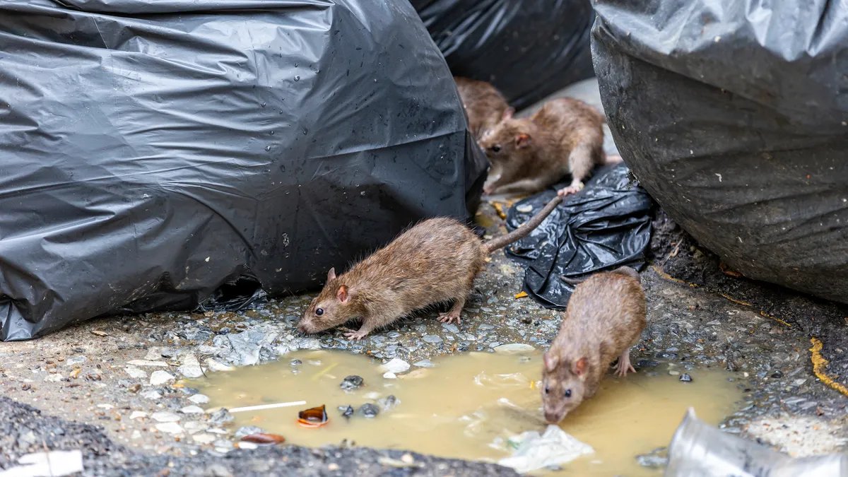 Several rats on the ground next to full black trash bags.