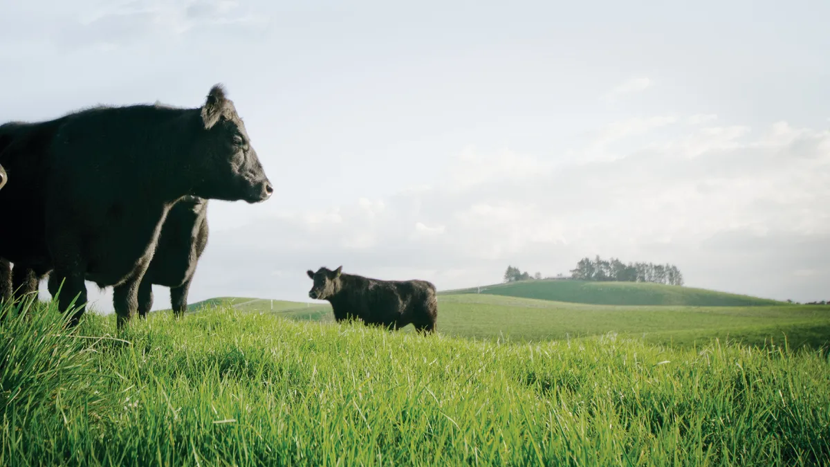 Livestock cows in New Zealand