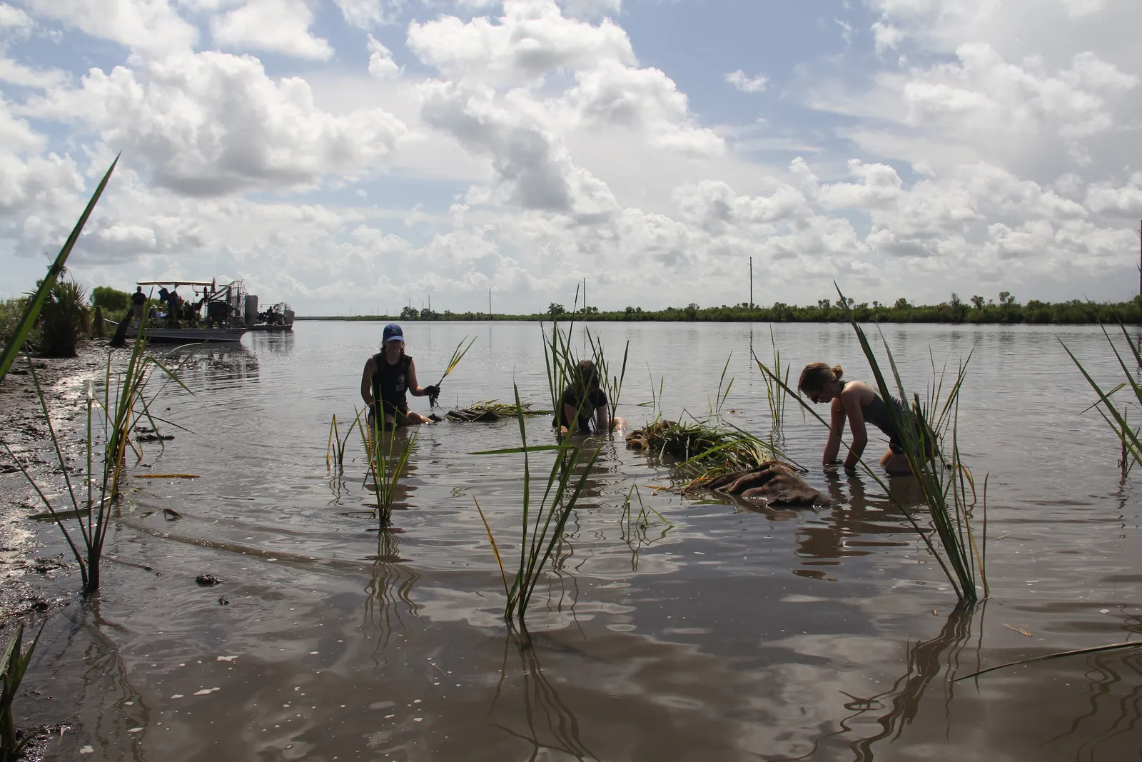 People in water pulling up plants
