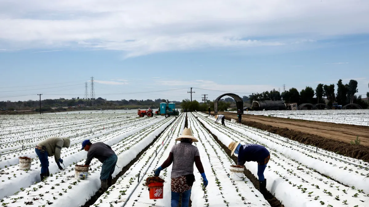 Farm workers are seen laboring in a strawberry field