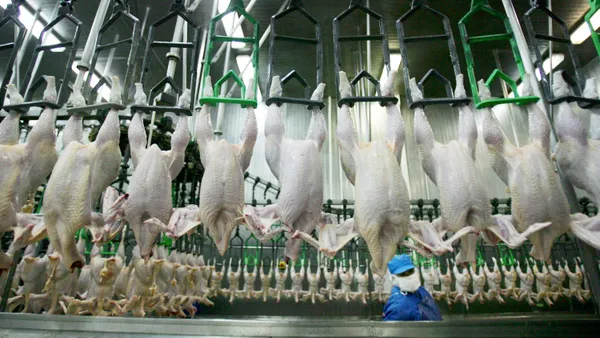 Chickens move along hangers at a processing and slaughter facility.