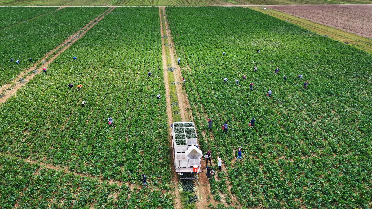 Farm workers are seen in an aerial shot harvesting zucchini