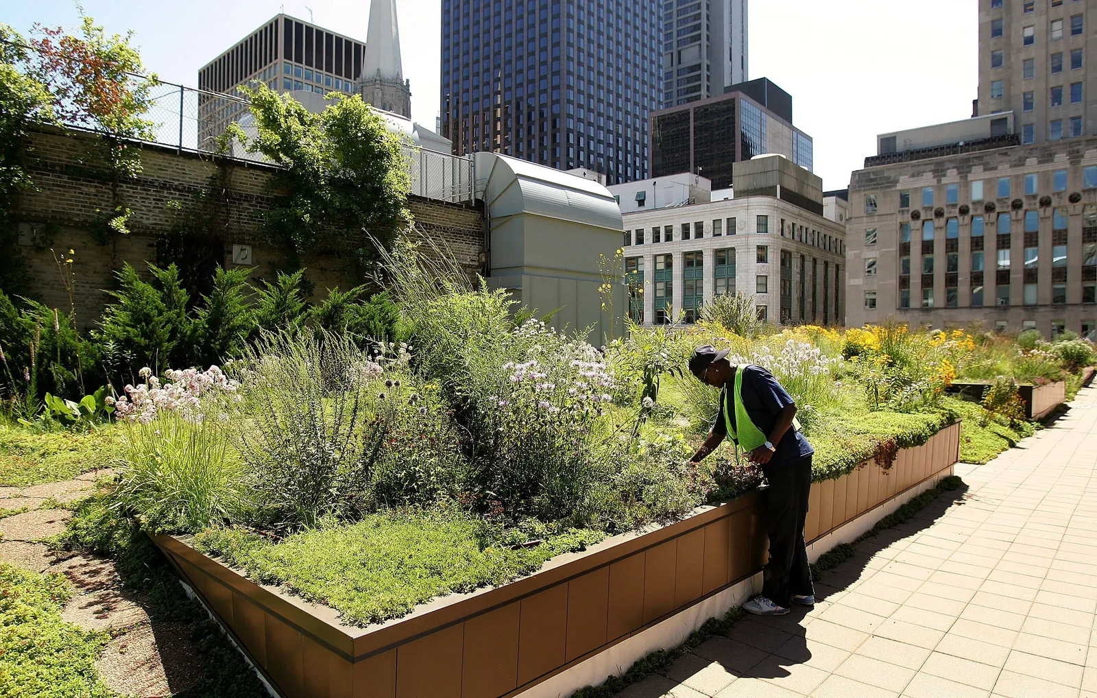 A person leans over to look at a garden on a rooftop surrounded by city buildings