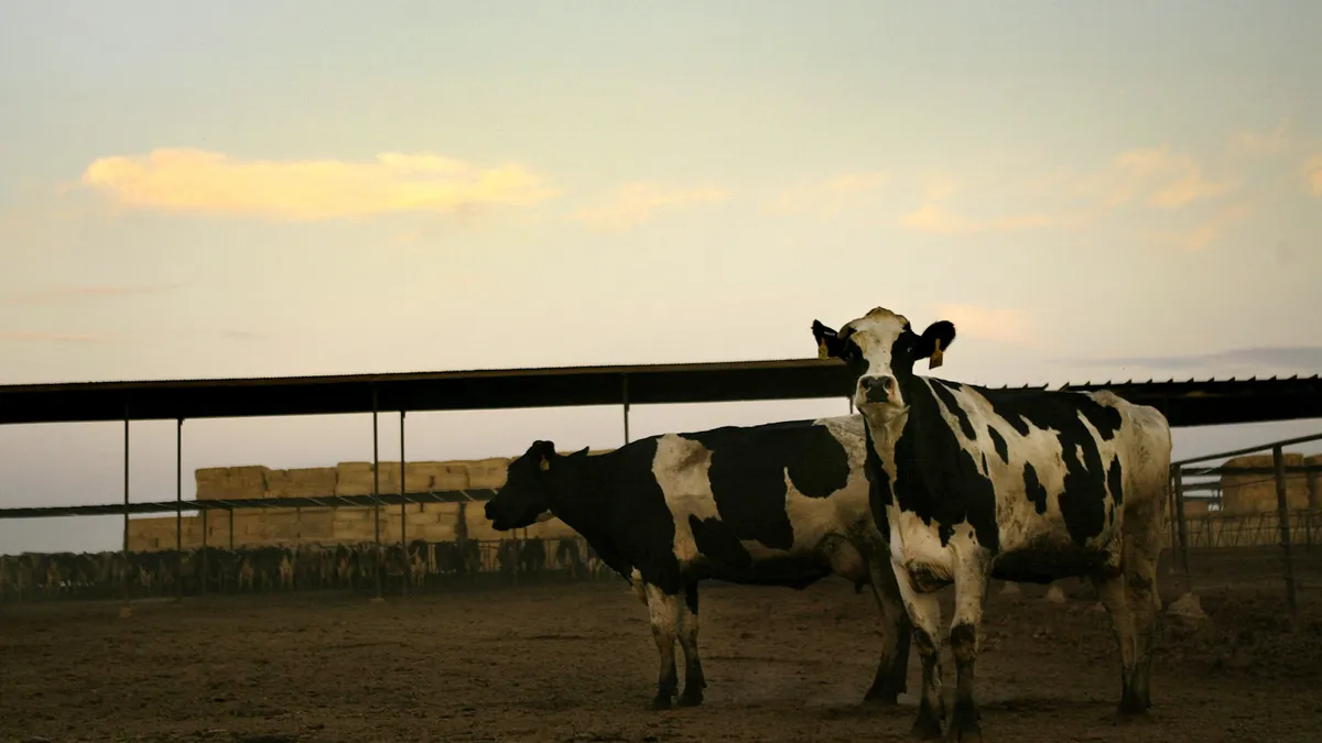 Dairy cattle line up to feed.