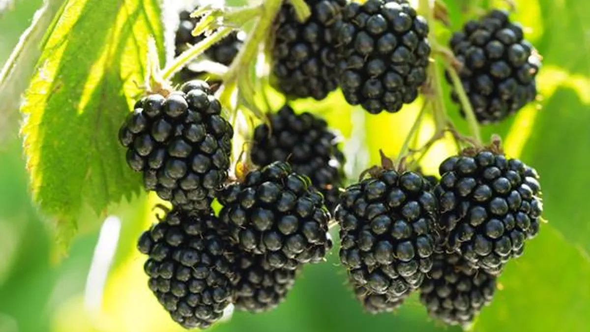 Blacberries are seen on a bush