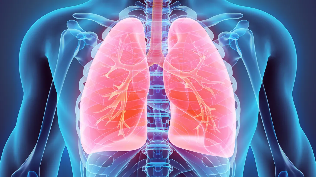 A 3D illustration of human lungs.