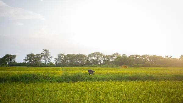 A farmer removes weeds from a paddy field on July 08, 2025 in Hebbalaguppe village, near Heggadadevankote, Karnataka state, India.