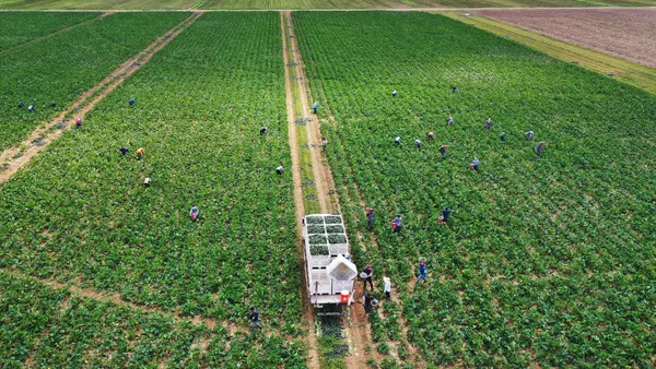 Farm workers are seen in an aerial shot harvesting zucchini