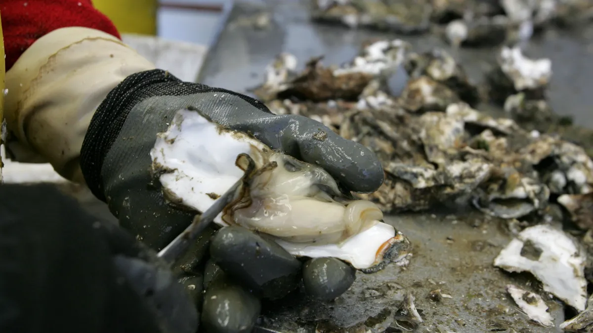 A worker's hands are in view shucking an oyster