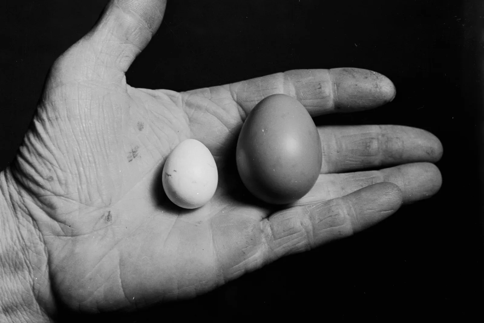 A hand holds a large and small egg.