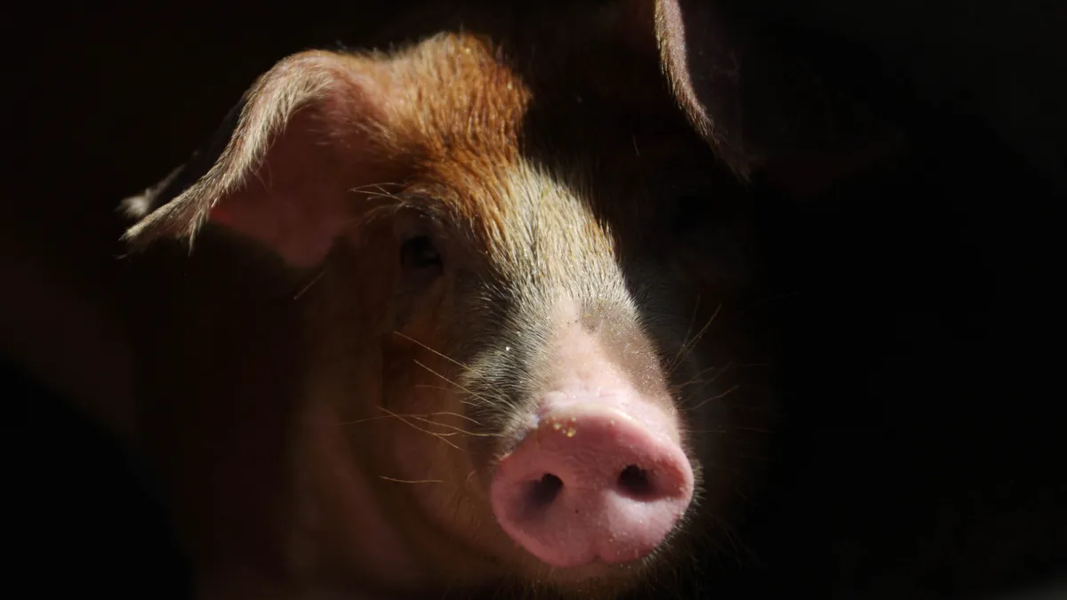 A pig inside its pen at a farm in Indonesia.