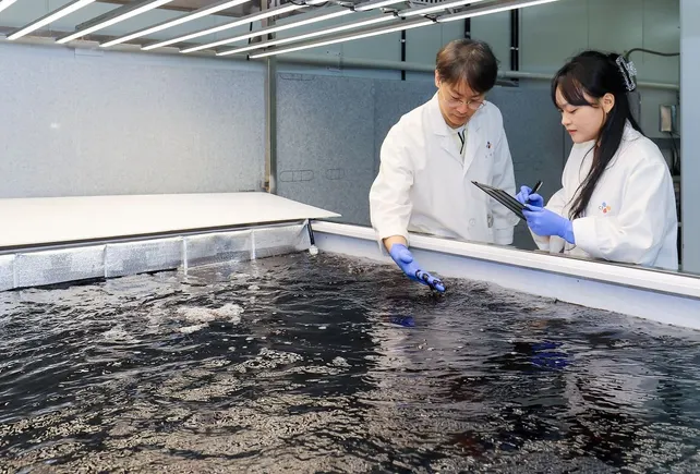Bibigo owner to build cultivated seaweed plant to fuel Korean food demand