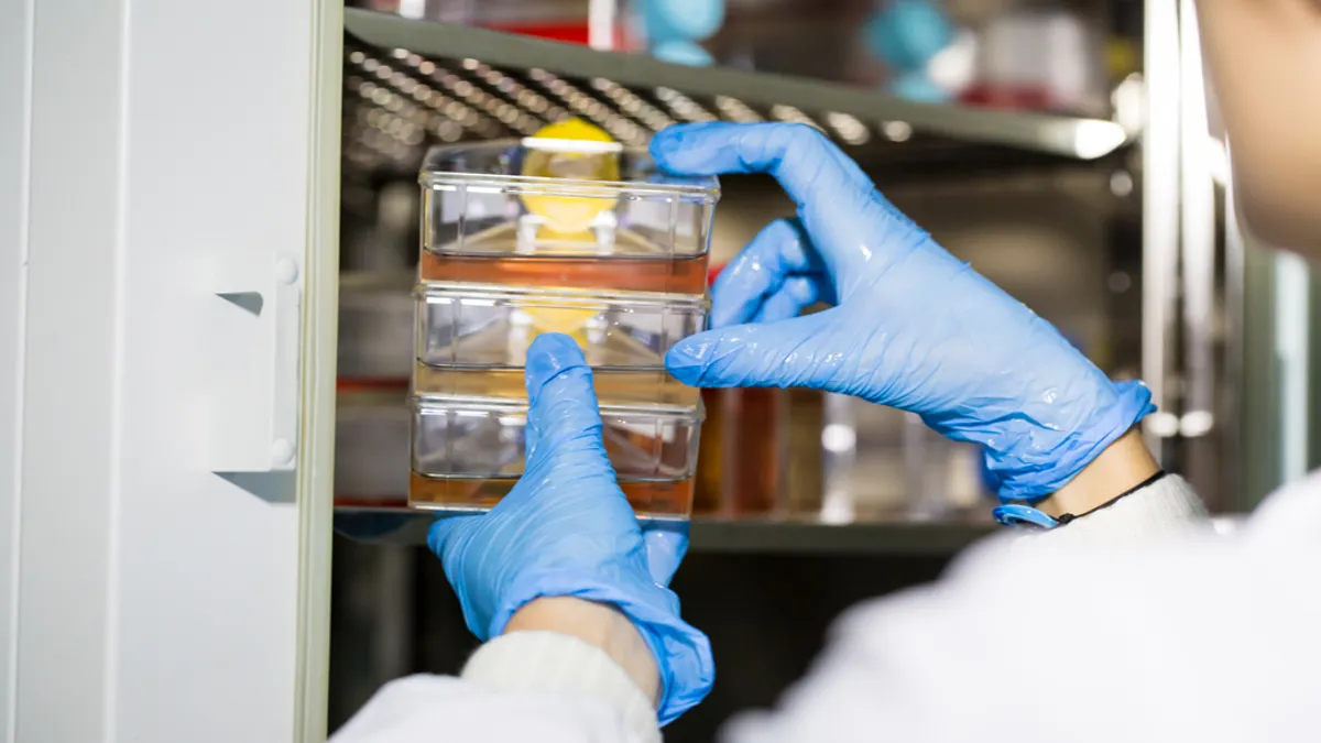 Scientist placing lab containers into an incubator wearing blue gloves.