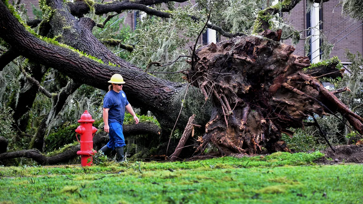 A utility worker repairing downed power lines walks past a large, uprooted tree.