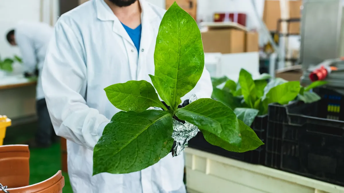 Scientists at BioBetter work with custom-designed tobacco plants that produce proteins used for cell-based meat growth.