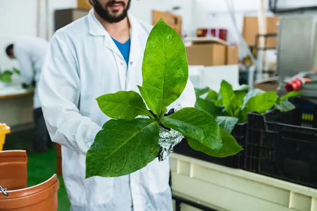 eating tobacco plant Has Ever Been Cultivated as a Food Source? Small Stalk Black Mammoth is a deep dark heirloom tobacco that gives good weight and is prized by growers because it provides a great wrapper tobacco Tobacco Nicotiana Tabacum Cultivated Plant