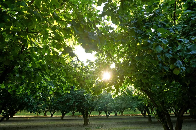 How Ferrero is strengthening sustainability from farm to factory