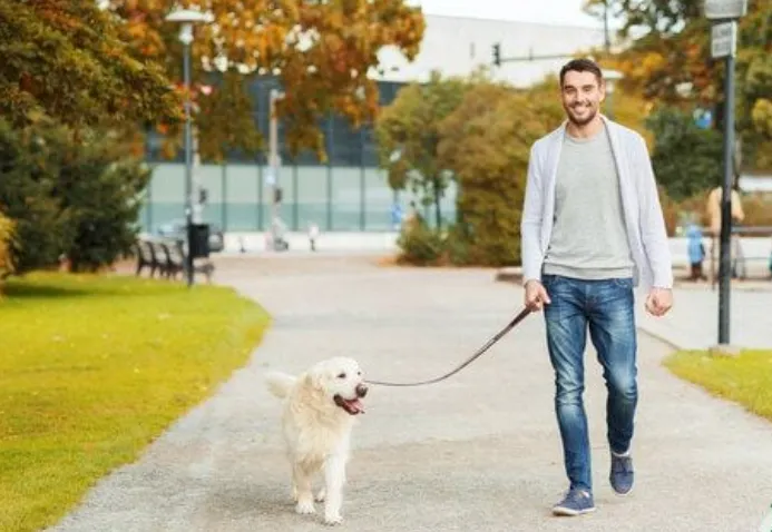 A person walking a Golden Retriever.