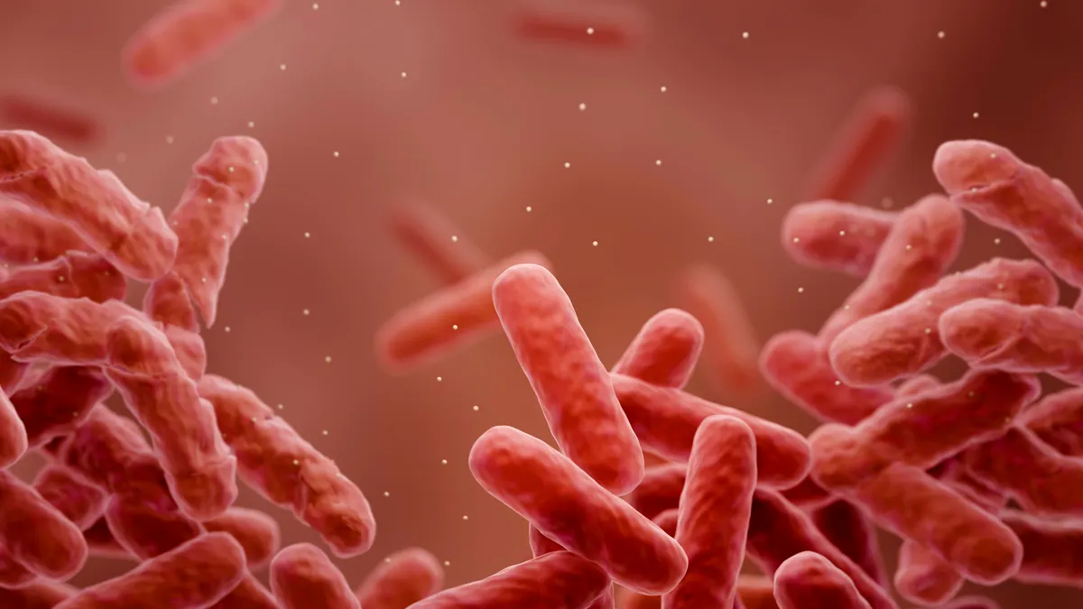 groups of reddish orange oval-shaped bacteria